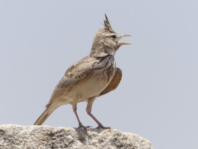 P1480434