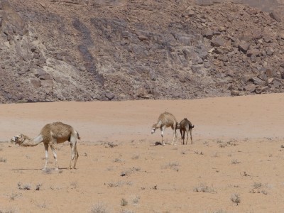 Wadi Rum