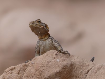 P1490763