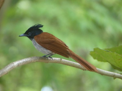 P1510327