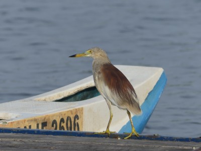P1520346