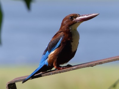 P1520793