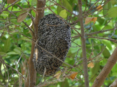 Essaim d'abeilles