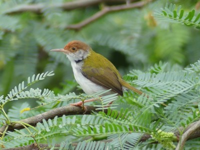 P1550121