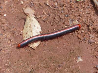 P1550327