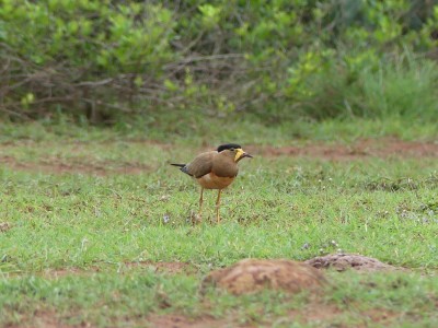 P1550393