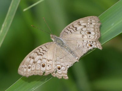P1550674