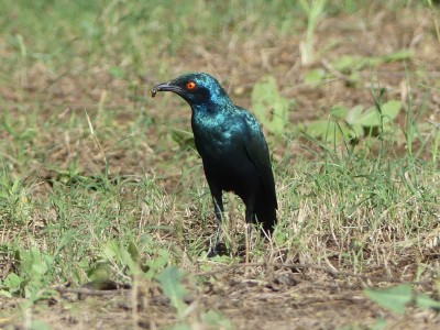 Choucador à épaulettes