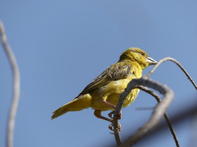 Tisserin gendarme