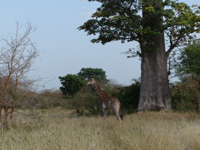 Girafe