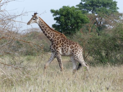 Girafe