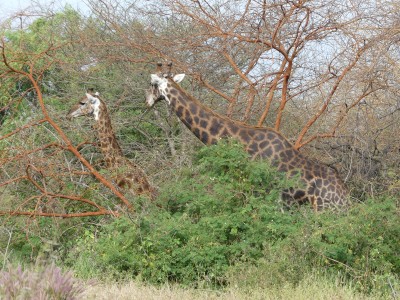 Girafe