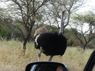 Autruche qui attaque la voiture