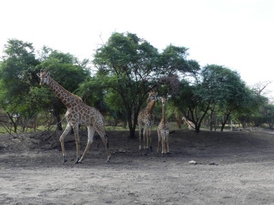 Girafes