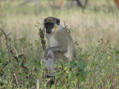 Singe vert