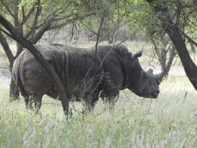 Rhinocéros noir