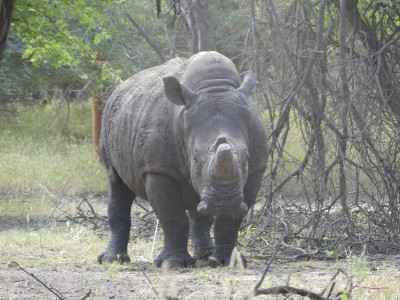 Rhinocéros noir
