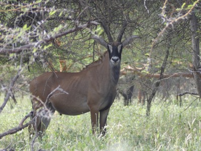 Antilope cheval