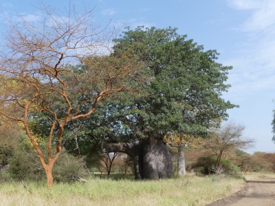 Baobab