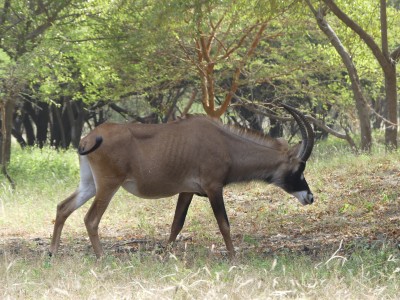 Antilope cheval