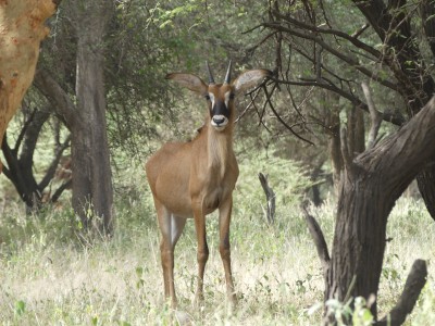 Antilope cheval