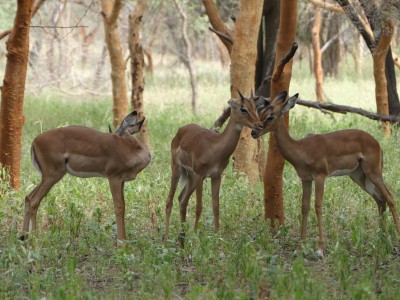 Impala