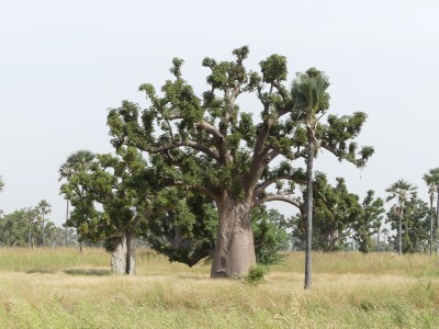 Baobab