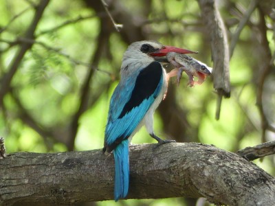 Martin-chasseur du Sénégal