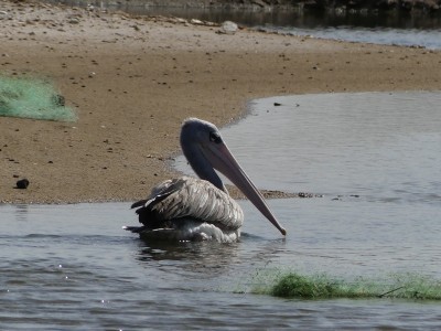 Pélican gris