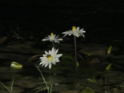 P1580833