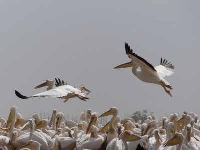 Pélicans