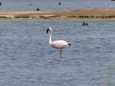 P1590266
