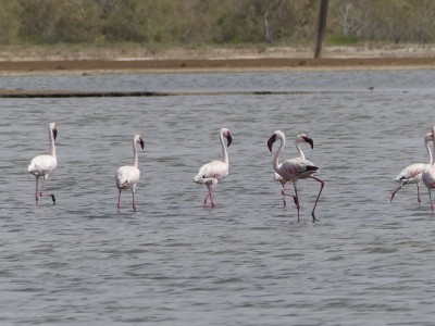 P1590267