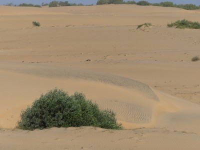 P1590621