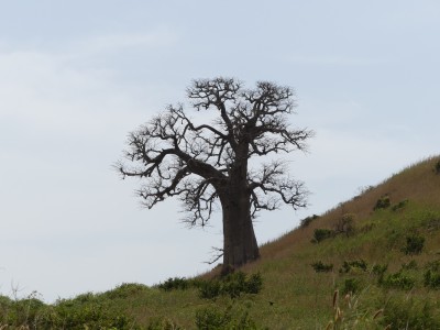 P1590881