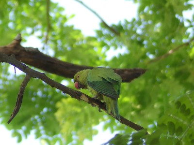 P1600272