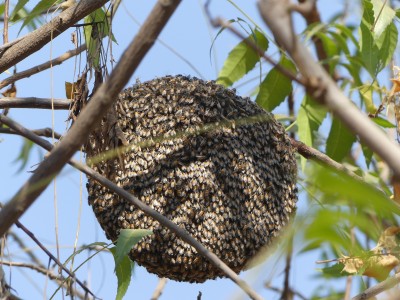 Essaim d'abeilles