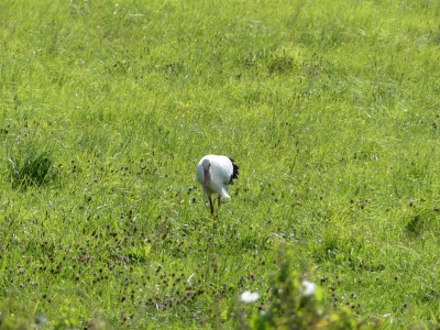 Cigogne blanche