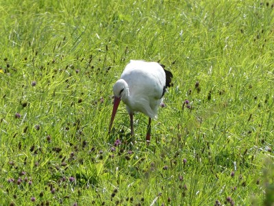 Cigogne blanche