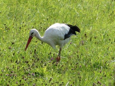 Cigogne blanche