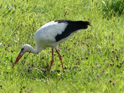 Cigogne blanche