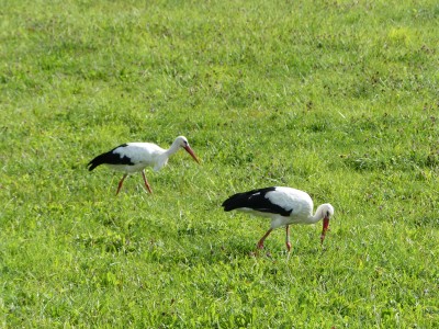 Cigogne blanche