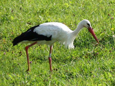 Cigogne blanche
