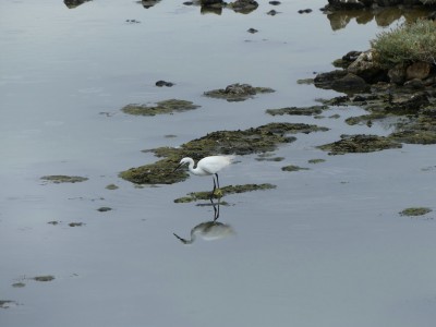 Aigrette garzette