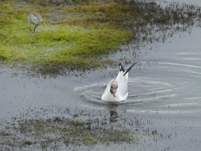 Mouette rieuse