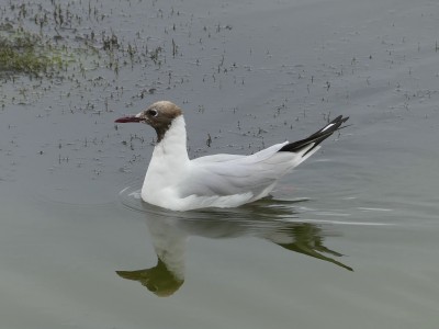 Mouette rieuse