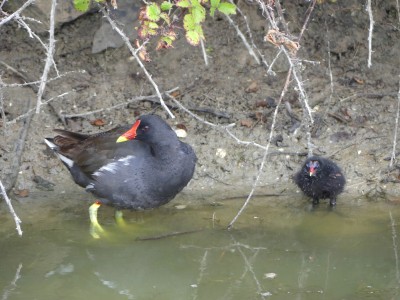 Gallinule poule d'eau