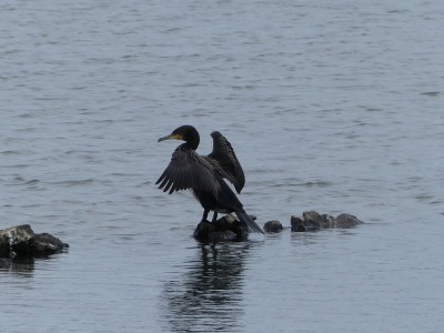Grand Cormoran