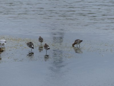 P1710349