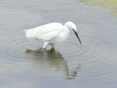 Aigrette garzette